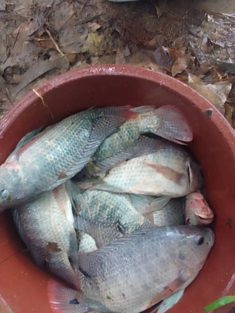 Poissons rassemblés dans un récipient sur le site piscicole
